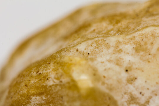 Candlenut also known as kemiri that usually used for asian food as seasoning