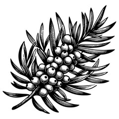 Juniper Berries on Branch vector illustration