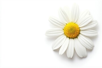 Fototapeta premium flower isolated on background