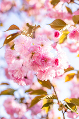 Obraz premium Pink sakura flowers. Pink cherry blossom. Soft pink background