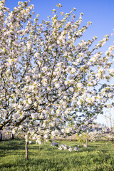 Fototapeta premium Spring flowering of trees. White-pink flowers of apple tree. Apple tree blossoms