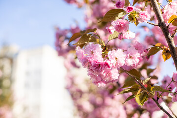 Pink sakura flowers. Pink cherry blossom. Soft pink background