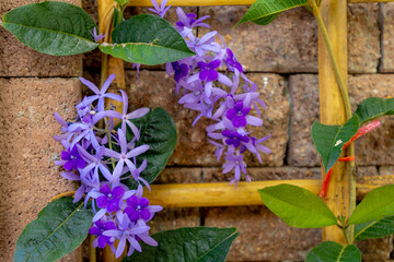 Selective focus of violet blue flowers on the brick wall in the garden, Petrea volubilis, Purple wreath or Sandpaper vine is an evergreen flowering vine in the family Verbenaceae, Natural background.