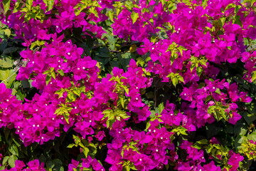 Fototapeta premium Selective focus of purple Bougainvillea flower with green leaves, The inflorescence consists of large colourful petal like bracts which surround three simple waxy flowers, Natural pattern background.