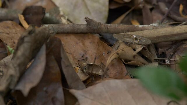 A close-up of an ant walking on a leaf litter in a forest.