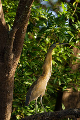 Bare-throated tiger heron (Tigrisoma mexicanum), adult heron sitting on a branch in a tall tree. Very colorful tropical heron.