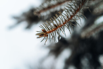 Close-up of a snow-covered pine branch with a blurred natural background, showcasing the delicate details of winter's touch.