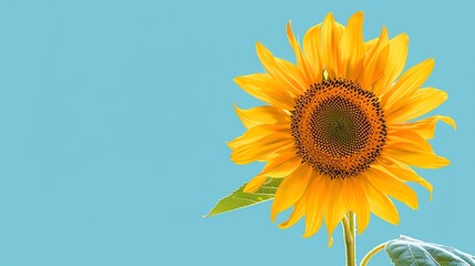 Obraz premium A single sunflower in bloom against a blue sky.