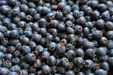 Close up of fresh ripe blueberries with dew highlighting natural texture and color.