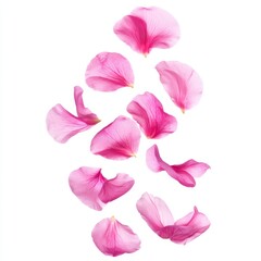 Pink Petals Floating Gracefully on White Background for Design Use