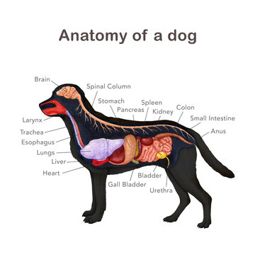 Anatomy of a dog with organ names scheme. Hand drawn detailed illustration. Canine internal organs anatomical table on white background. Dog inner anatomy for study, print, veterinary table design