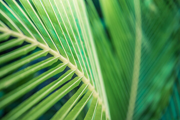 Beautiful abstract nature background, fresh green palm leaves, sunshine blurred lush foliage. Natural closeup summer plants wallpaper. Wellbeing palm leaf texture natural tropical green sunny pattern

