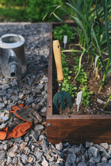 spring vegetable garden work. Seeding and growing herbs in raised garden beds. Gloves, watering can and tools.