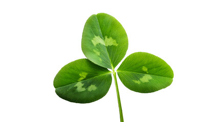 Green clover leaf symbolizing luck and positivity, isolated on a clean white backdrop. Perfect for concepts of good fortune, St. Patrick's Day, and natural beauty. Isolated on white background