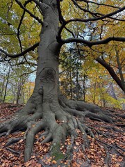 Obraz premium Majestic tree with sprawling roots in an autumn forest