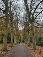 Scenic autumn pathway lined with majestic trees