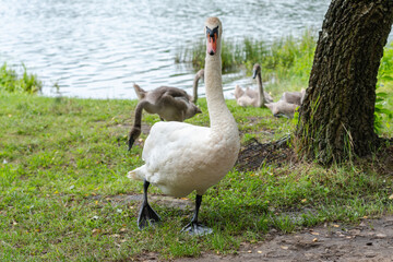 Close up view on swans walking near a lake