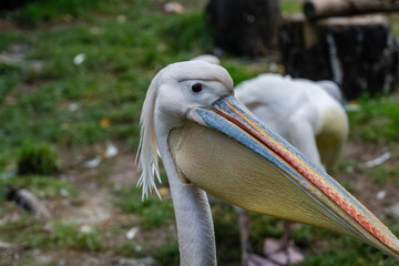 View on white pelicans resting at warm day