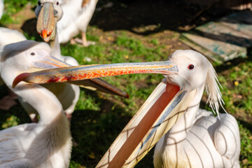 Cool view on white pelicans walking under the sun