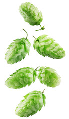Obraz premium falling green hops isolated on a white background