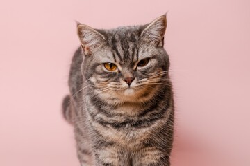 Close up on domestic funny cat against pink background