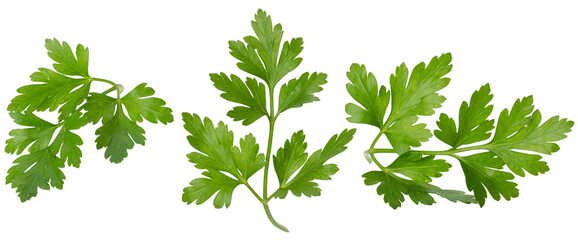 set of parsley isolated on white background