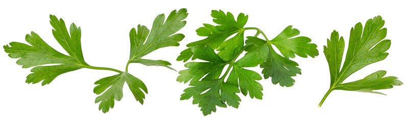 set of parsley isolated on white background