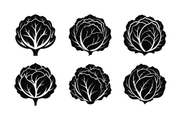 Cabbage (Brassica oleracea) design, labeled silhouette vector illustration