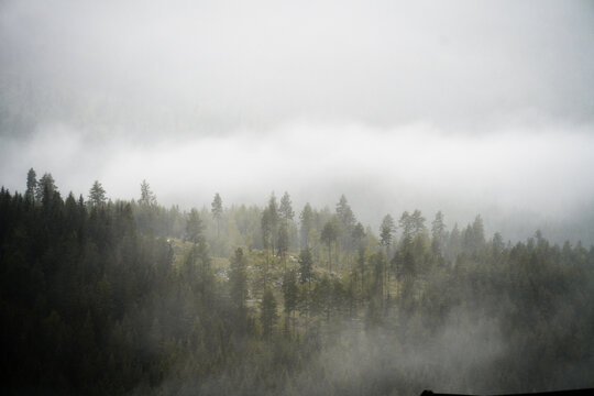 Misty Forest Landscape in Norway's Serene Wilderness