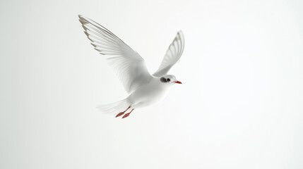 Fototapeta premium bird in flight isolated on a transparent or white background
