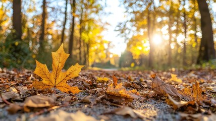 Fototapeta premium Vibrant Autumn Scene with Golden Leaves and Warm Sunlight in a Peaceful Forest Pathway at Dusk