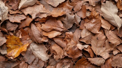 A Close-Up View of Various Brown Autumn Leaves on the Ground, Perfect for Nature and Seasonal Themes