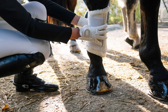 Anonymous teenager preparing horse for classical dressage competition