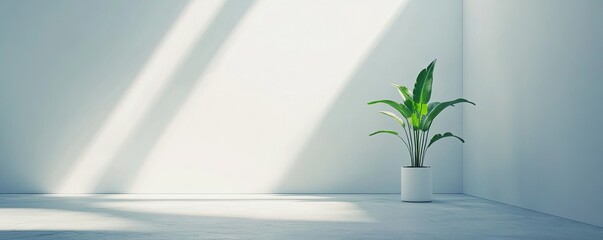 An empty white wall interior with a small plant placed in the corner, offering a clean backdrop for any design