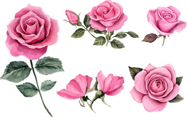 set of pink roses