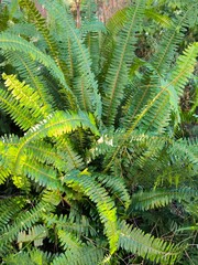 green tree, brown trunk, winter in the south