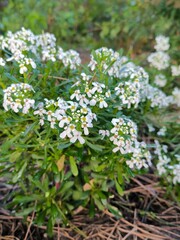 red and white flower
