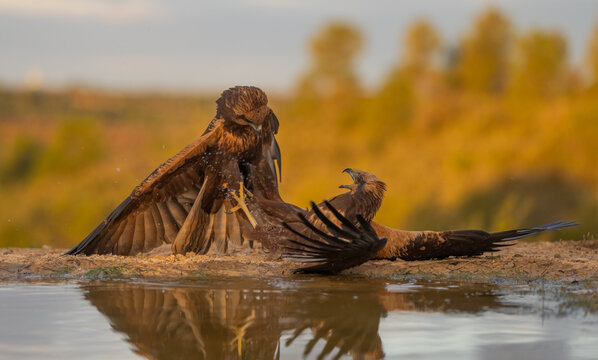 Two eagles squabbling at the water's edge in fall