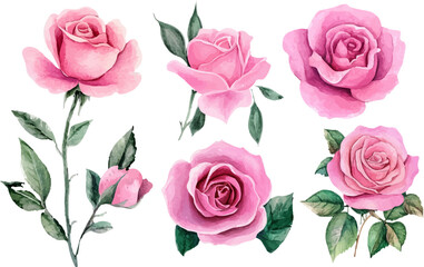 pink roses on white