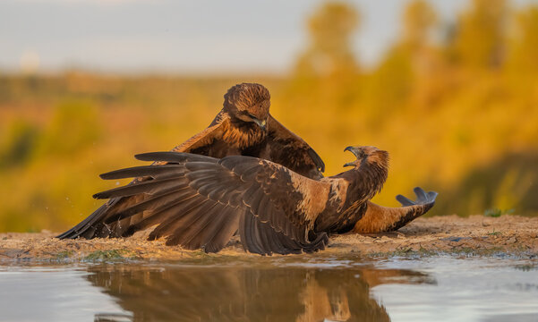 Two golden eagles in a dramatic territorial dispute