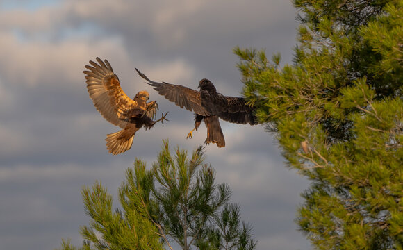 Two birds of prey engaging in aerial confrontation - Powered by Adobe