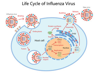 life cycle of the influenza virus, from binding to host cell to replication, assembly, and release diagram hand drawn schematic raster illustration. Medical science educational illustration