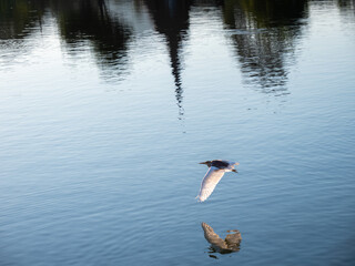 Heron Over Temple Reflection: Sukhothai
