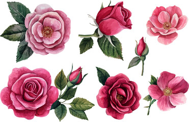 Fototapeta premium set of roses isolated on white