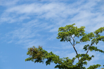 Fototapeta premium tree and sky