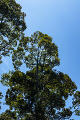 tree and sky