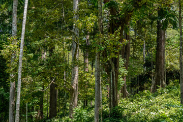 Naklejka premium trees in the forest