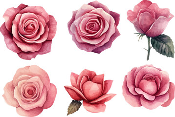 set of pink roses