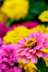 Obraz premium pink zinnia against blurred colorful nature background
