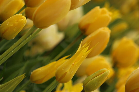 yellow tulips in spring - Powered by Adobe